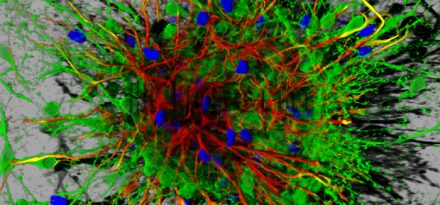 Neurones générés à partir de cellules souches embryonnaires de souris