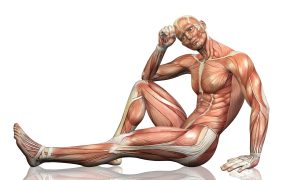 3D male figure sitting with detailed muscle map