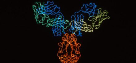Représentation en trois dimensions d'une molécule d'anticorps