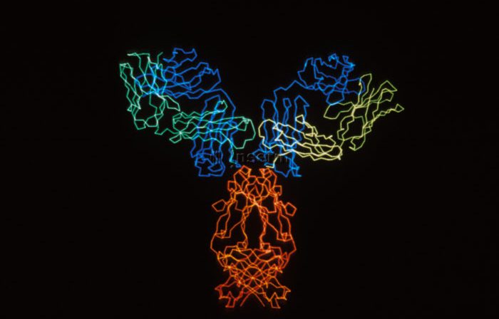Représentation en trois dimensions d'une molécule d'anticorps
