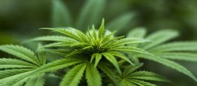 Cannabis médical : inquiétudes sur la disponibilité à l’issue de l’expérimentation